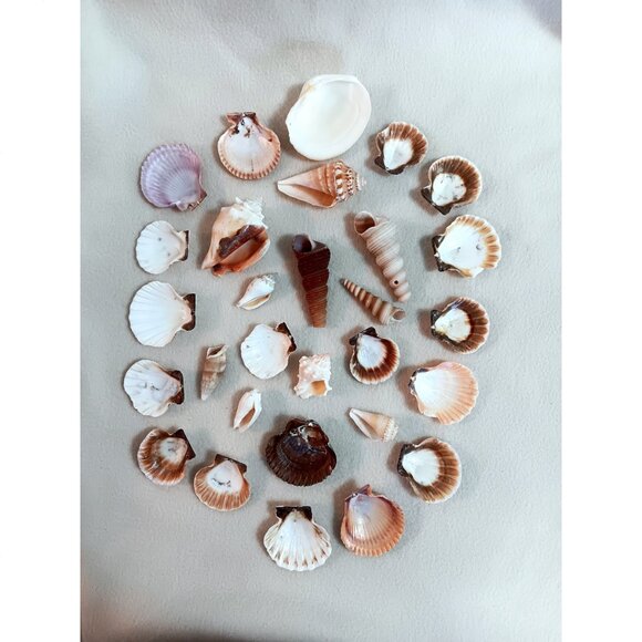 Lot of 29 various small shells - crafts, bathroom, aquarium - Lot B - Picture 2 of 2